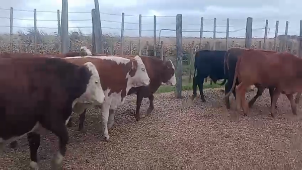 Lote 61 Novillitos
