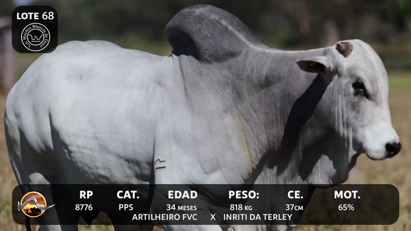 Lote LOTE 68