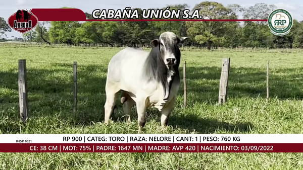 Lote TORO
