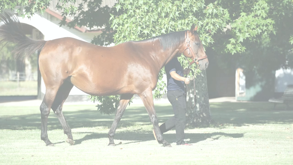 Lote HAPPENING (WILD EVENT -  HAJA GATTA) preñez de GIDU