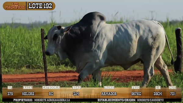 Lote LOTE 192