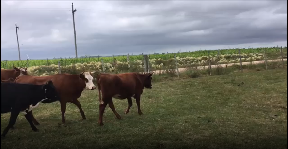 Lote 11 Vaquillonas en San José
