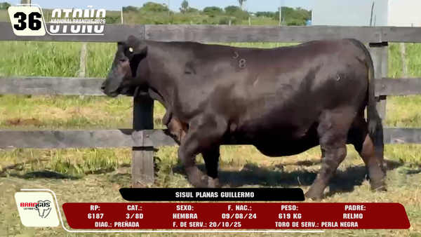 Lote LOTE 36 -DE CAMPO
