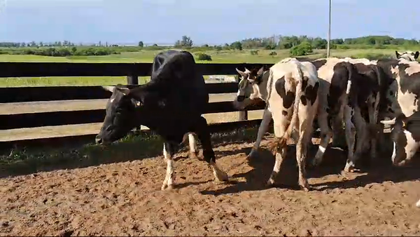 Lote 26 Novillos Holando en Boca del Rosario