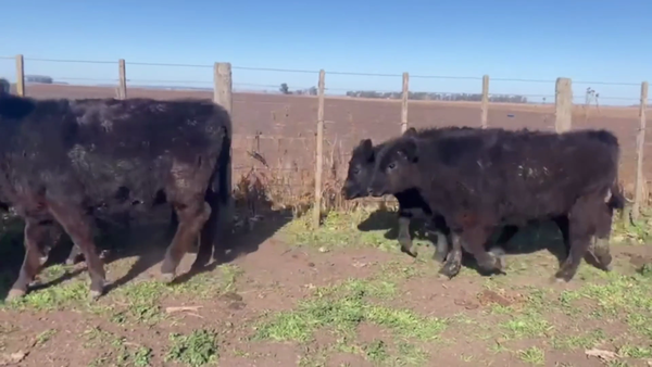 Lote 45 TERNS MACHOS Y HEMBRAS, TANDIL. PCIA. BS. AS.