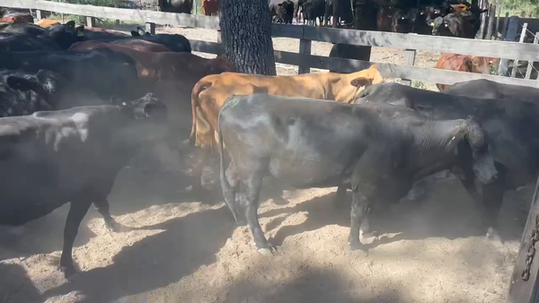 Lote 250 Vacas nuevas C/ gtia de preñez en Juan José Castelli, Chaco
