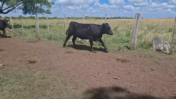 Lote VAQUILLONAS
