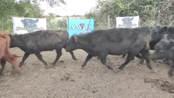 Lote 470 Terneras en Brandsen, Buenos Aires