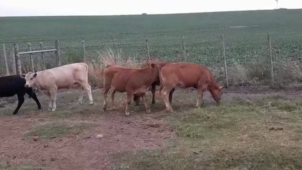 Lote (Vendido)5 Terneras LIMANGUS 175kg -  en EL CHILENO