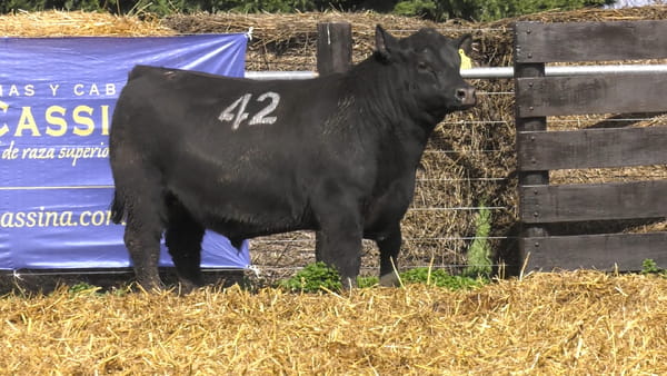 42 -  40516N — TOROS ANGUS PURO CONTROLADO