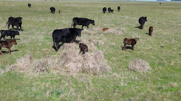 Lote 280 Vaquillonas con Cría