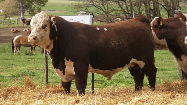 Lote TOROS PUROS REGISTRDOS