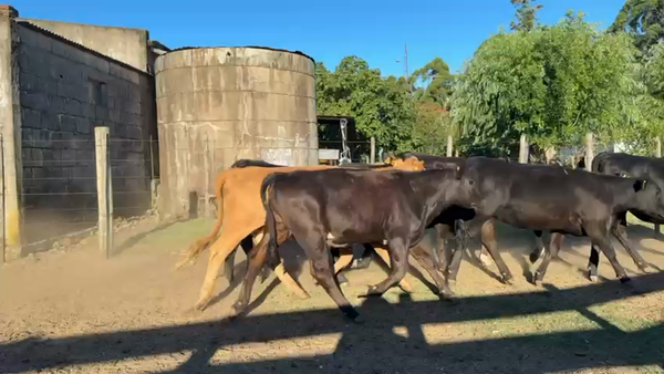 Lote VAQUILLONAS 1 a 2 AÑOS
