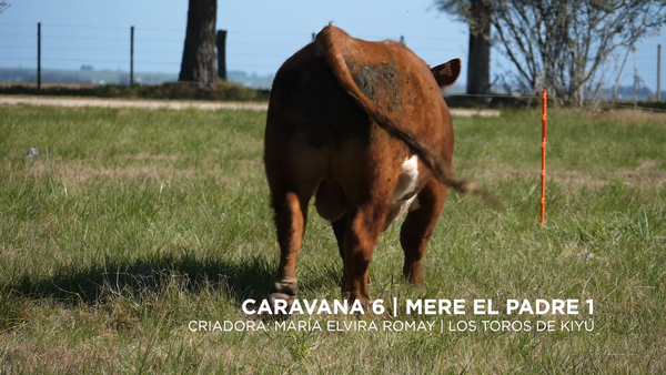 Lote MERE EL PADRE 1