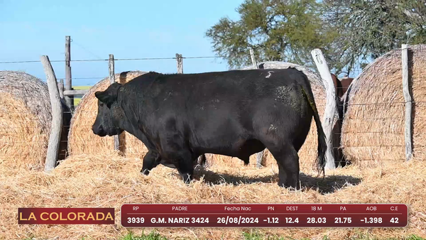 Lote Angus Morixe Negras