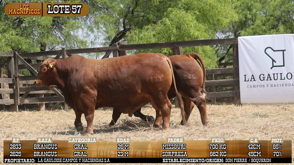 Lote LOTE 57 - VIVO