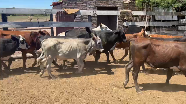 Lote 70 Terneros/as en Juan José Castelli, Chaco
