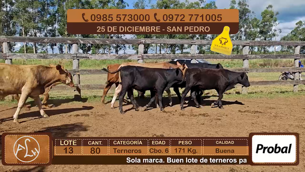 Lote Lote 13