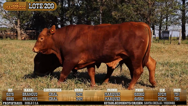 Lote LOTE 209 - VIVO