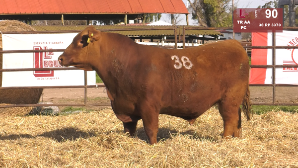 38 3370 — TOROS ANGUS COLORADOS  PC