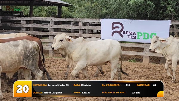 Lote Ternero Macho C5