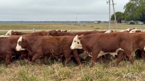 Lote 92 Terneros en Corrientes, Nueve de Julio