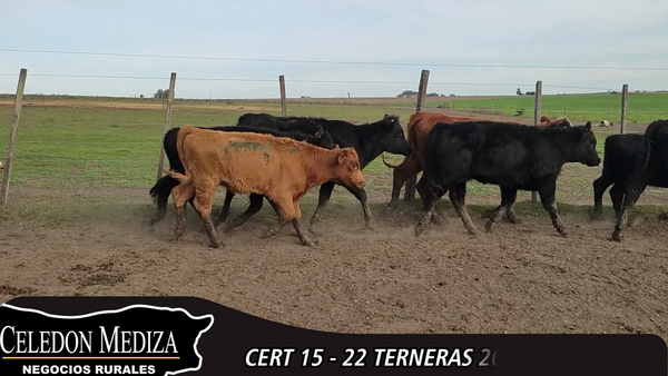 Lote 22 Terneros en Colonia