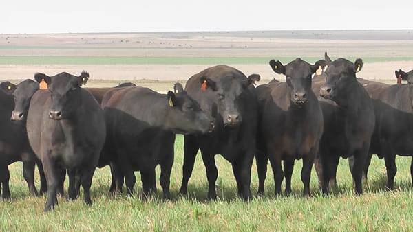 Lote VACAS  ANGUS NEGRAS MAS C/ GTIA DE PREÑEZ PARICION OTOÑO