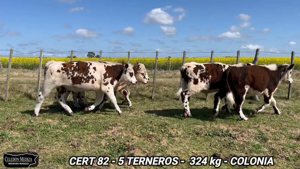 Lote 5 Terneros en Colonia