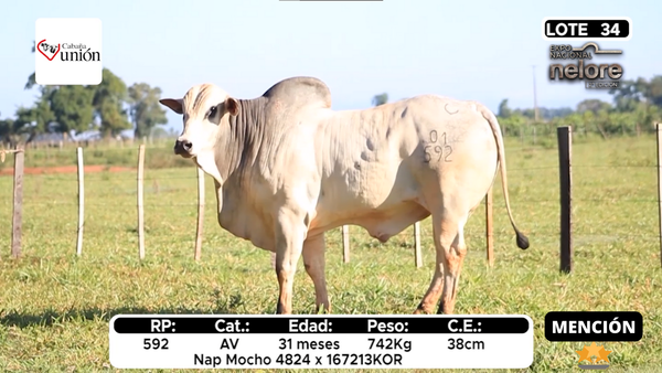 Lote Nacional Nelore Campo - Lote 34