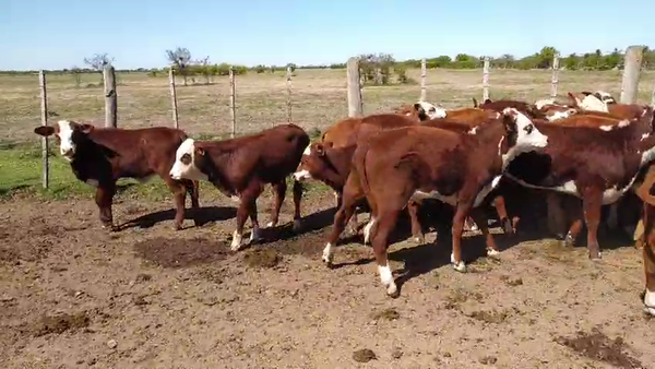 Lote 19 Terneros/as Braford en Moisés Ville, Santa Fe