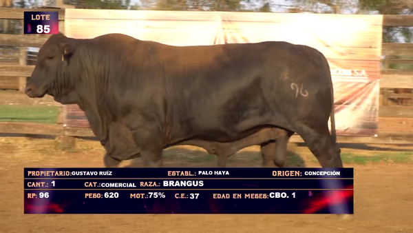 Lote GUSTAVO RUIZ - LOTE 85