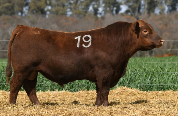 Lote TORO ANGUS PC