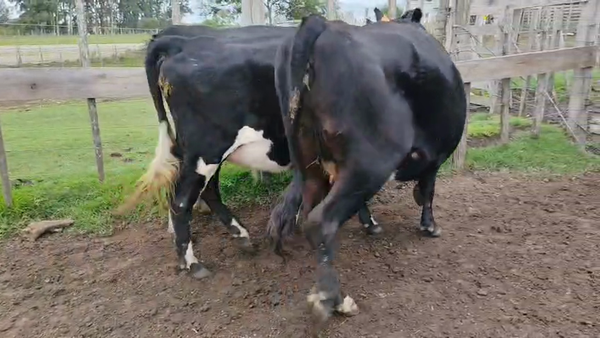 Lote 3 Vaquillonas , San José