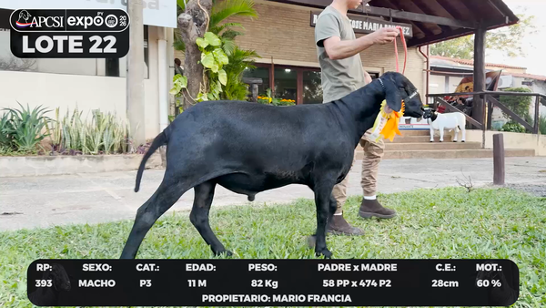 Lote LOTE 22 - BOZAL