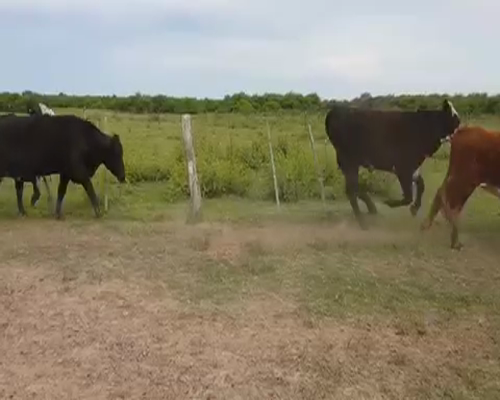 Lote 40 Novillos en Esquina, Corrientes