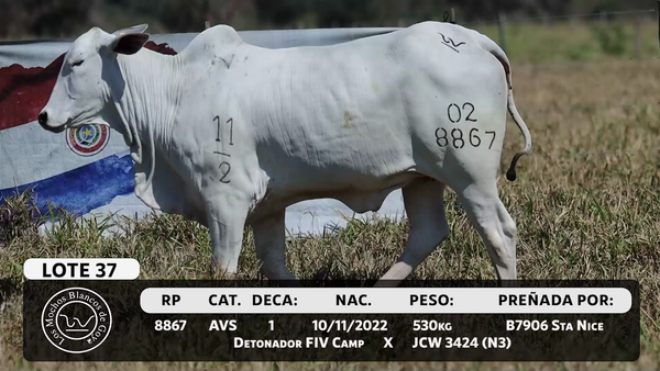 Lote LOTE 37