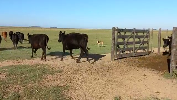 Lote 214 Vaquillonas P/ entorar en Pila, Buenos Aires