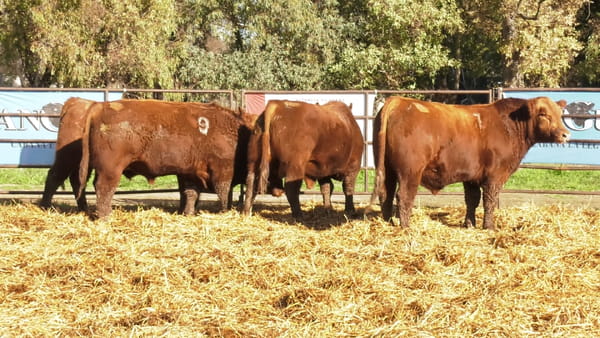 Lote TOROS ANGUS COLORADOS PC