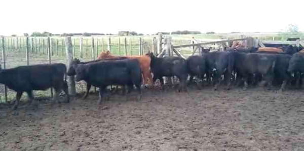 Lote 75 Terneras en Chascomús, Buenos Aires