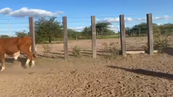 Lote 140 Novillitos en Mercedes, Corrientes