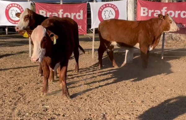 Lote CABAÑA DON AMADO