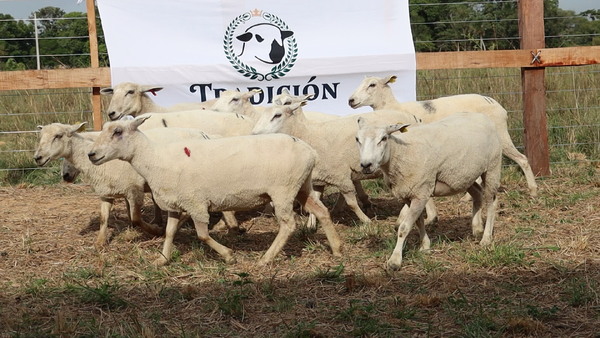 Lote LOTE 42 - POR PANTALLA