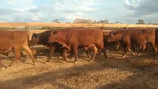 Lote 109 Novillos en Villa R. Bermejito, Chaco