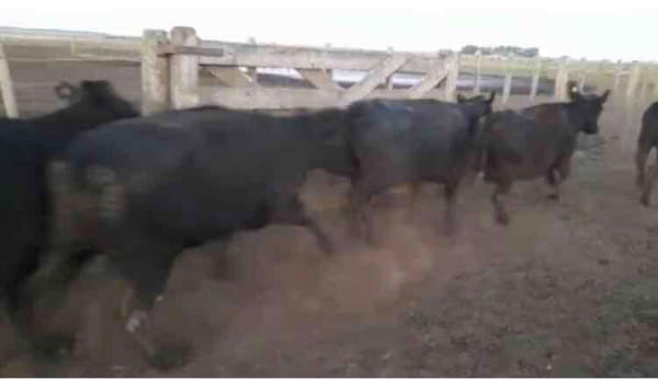 Lote 50 Vacas de invernar en Las Armas, Buenos Aires