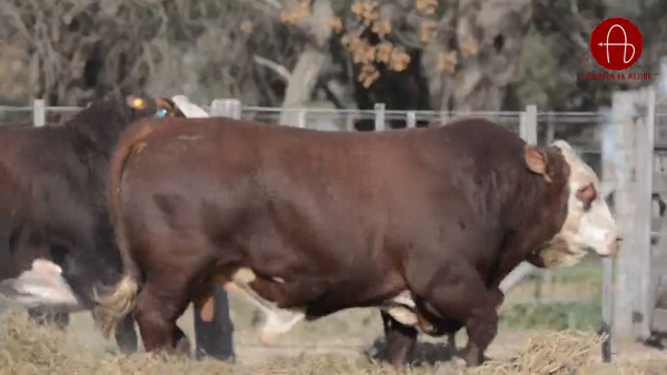 Lote BRAFORD EL ALJIBE