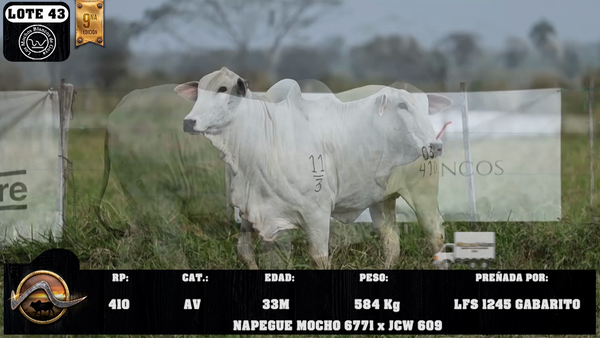 Lote LOTE 43