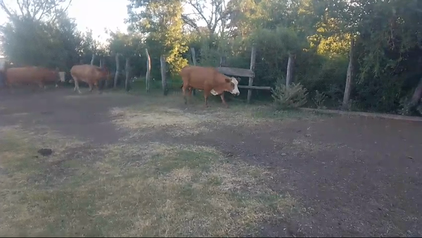 Lote 5 Vacas de invernar en Corrientes, Mercedes