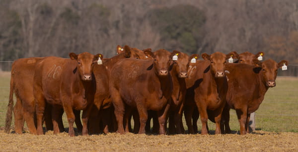 Lote VAQUILLONAS ANGUS PC PARICION OTOÑO