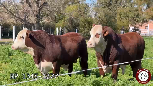Lote Toros Don Amado